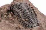 Crotalocephalina Trilobite With Prepared Microfossils #210220-5